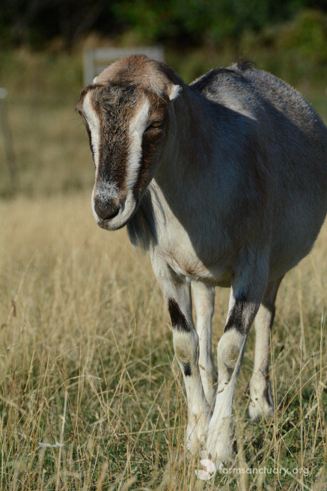 animals-of-farm-sanctuary-panza-flying-under-the-radar-like-the