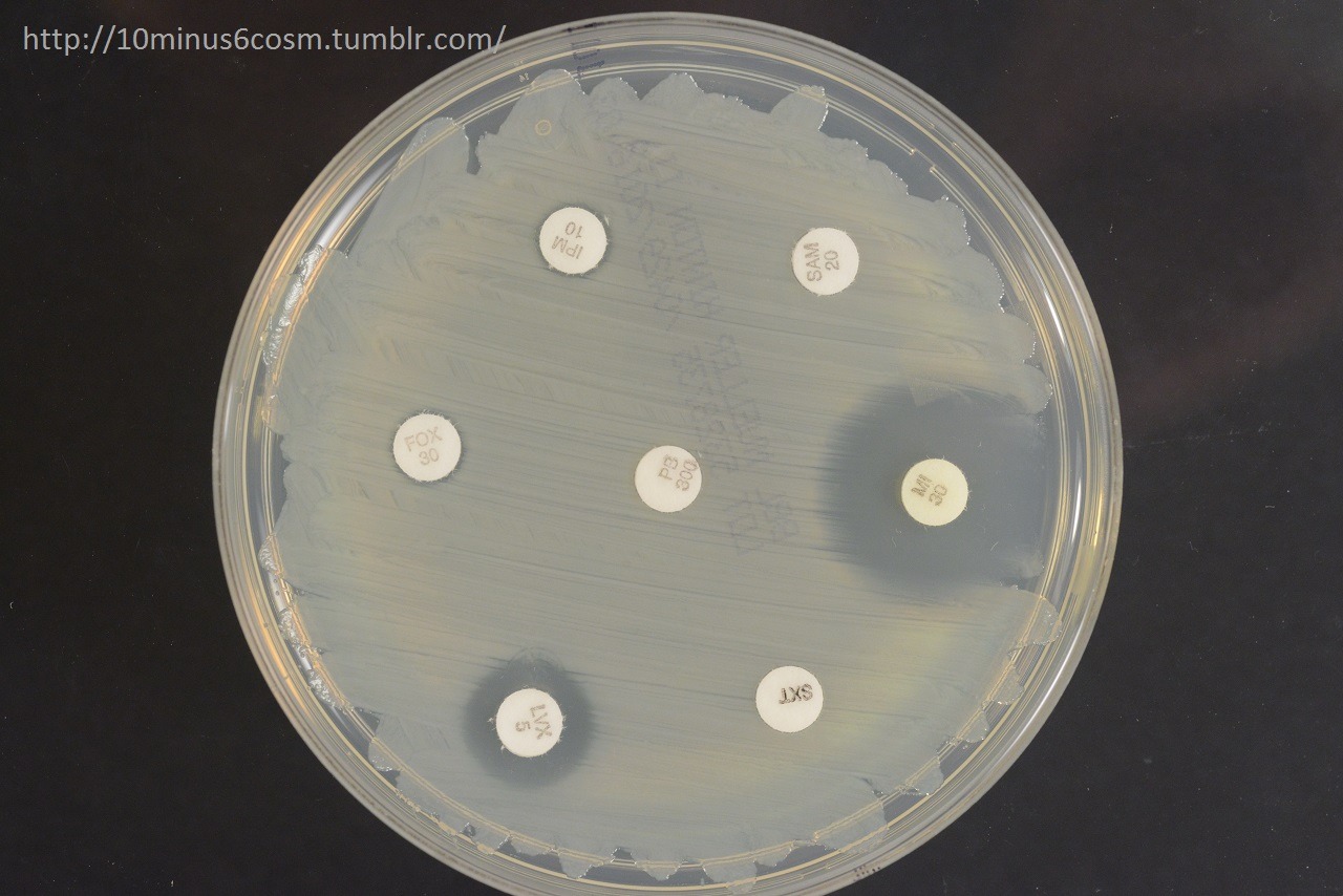 MICROCOSM | Elizabethkingia (aka Chryseobacterium, aka...