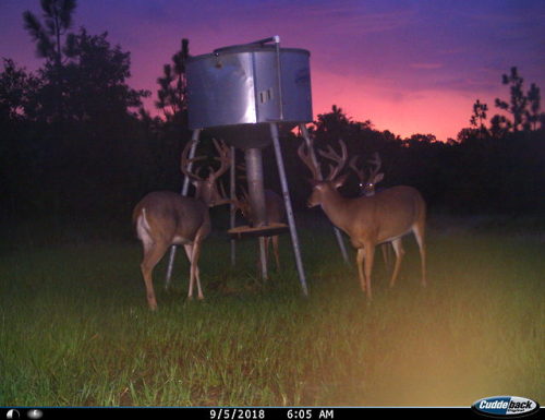 trailcams:Source