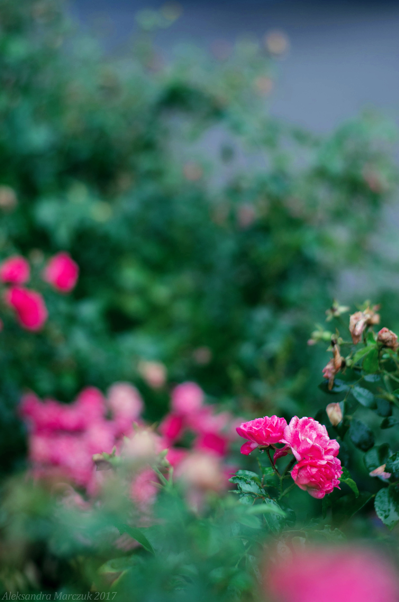 Living on a Pink Rose — gyclli: Bunches of roses ...