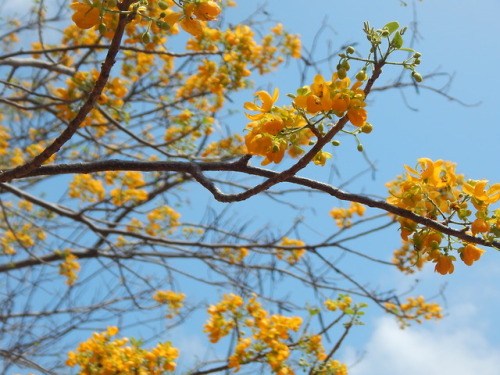 p-que-da-cuerda:Esto es por lo que amamos el bosque tropical...