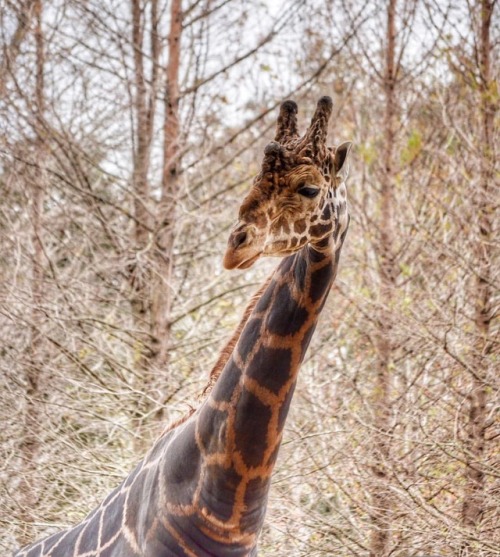 #audubonzoo #girrafe #igneworleans #followyournola #iheartnola...