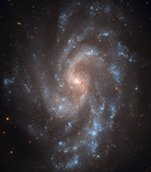 Cepheid-Filled Spiral