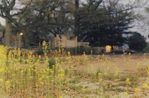 nobrashfestivity:William Eggleston, Untitled, 1978more