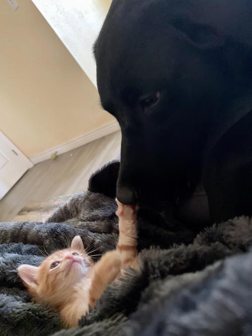 awwsocuteanimals