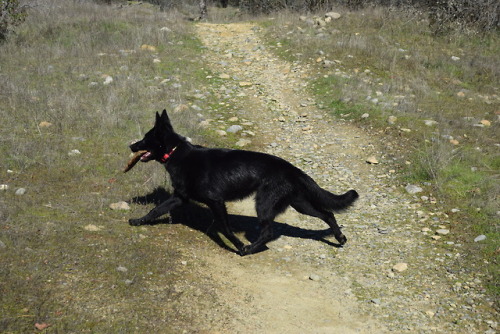 pawsitivelypowerful
