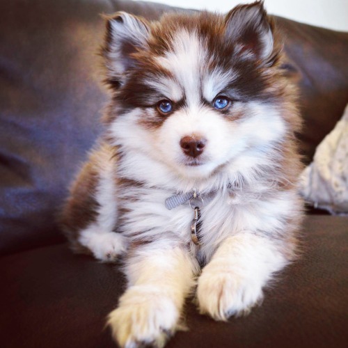 pomsky puppies | Tumblr