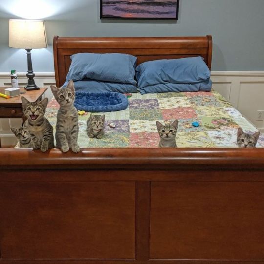 The kittens are off this morning for their spay/neuter surgeries! Wish ‘em luck!...