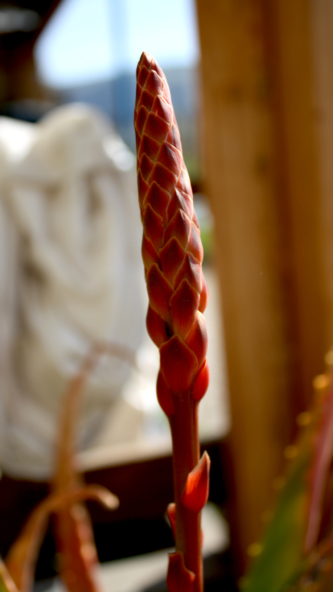 A flower spike made up of deep red scales