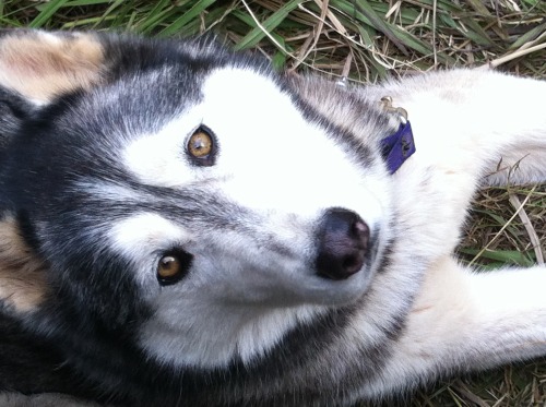 The alpha female of our pack, Ishka.