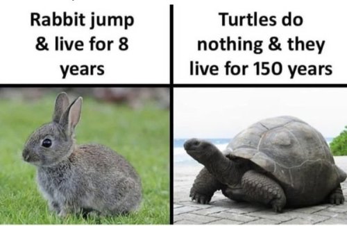 Las tortugas viven 150 tocándose los cojonazos