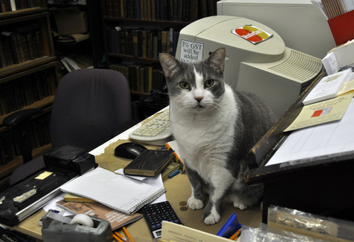 bookmania:bookorithms:Perfection is a bookstore with cats in...