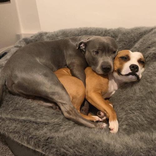 awwchive
