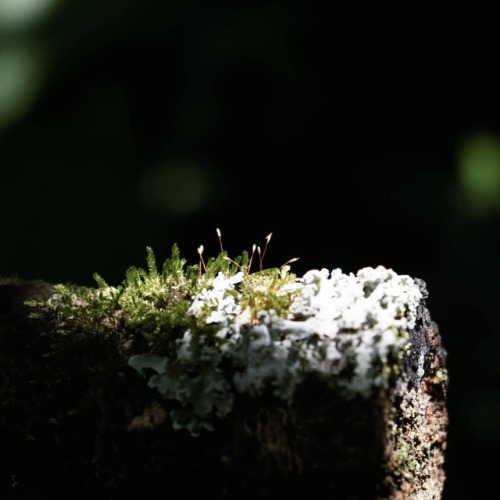 #MiniatureFlora #Moss #α6000 #LudwigFiltered...