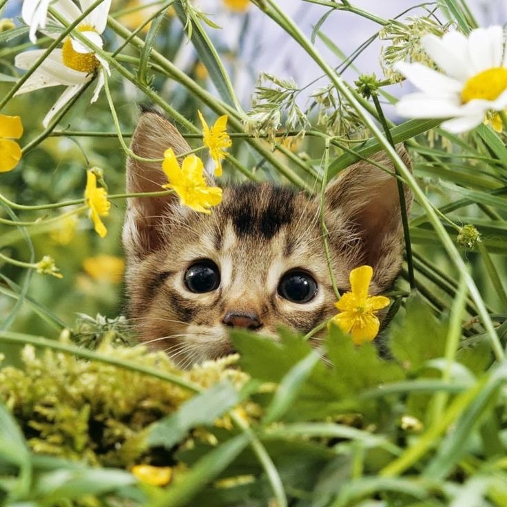 cat in flowers carpet runner