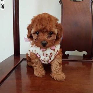 Anjingdijual Jual Red Toy Poodle Betina Stambum Sudah Vaksin