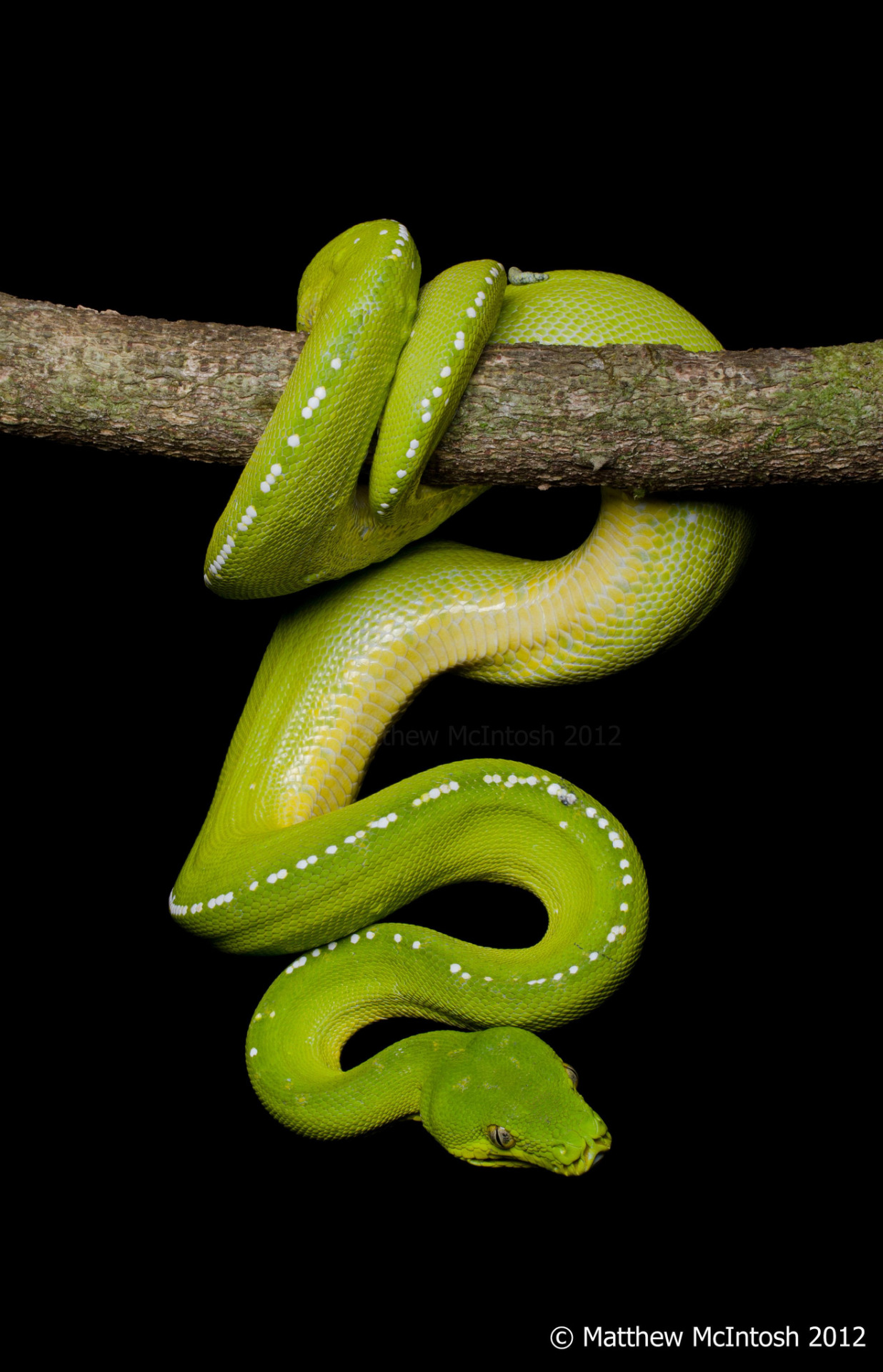 Thlpp. Purveyor of fine snek: Green Tree Python - Morelia viridis by ...