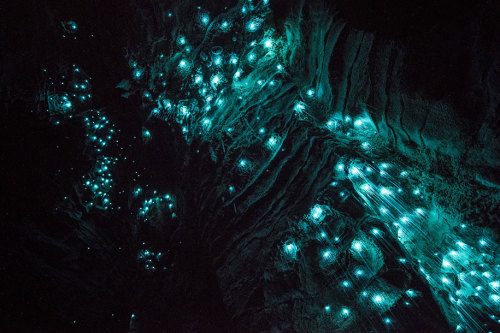 bogleech:bughaze:landscape-photo-graphy:Glowworms...