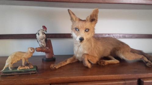 Mátame, camión! (El Tópic de la Taxidermia Chunga) - Página 8 Tumblr_pd1vc4qOgc1vwkx1bo5_500