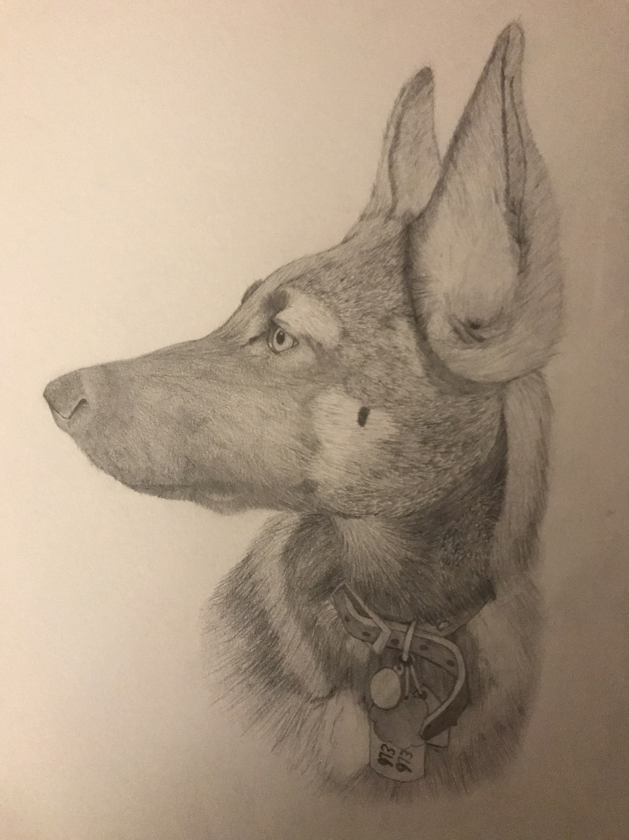 This is a piece based off of my German Shepherd puppy Harley. — Immediately post your art to a topic and get feedback. Join our new community, EatSleepDraw Studio, today!