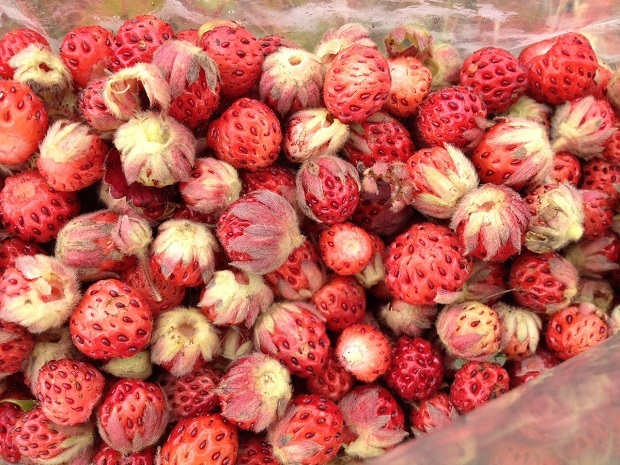 la utilización perfecta de garcinia la utilización perfecta de garcinia