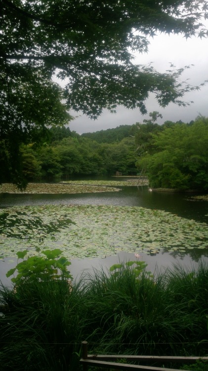 tacoriichi