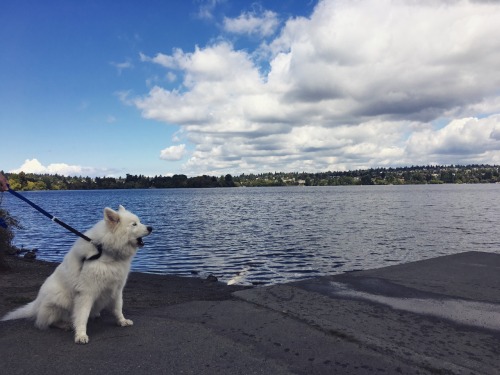 skookumthesamoyed:Skookum borks the clouds away from Greenlake