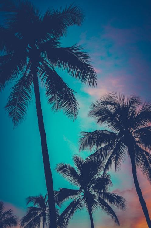 drxgonfly:Tropical Sunset (by Mr Doomits)