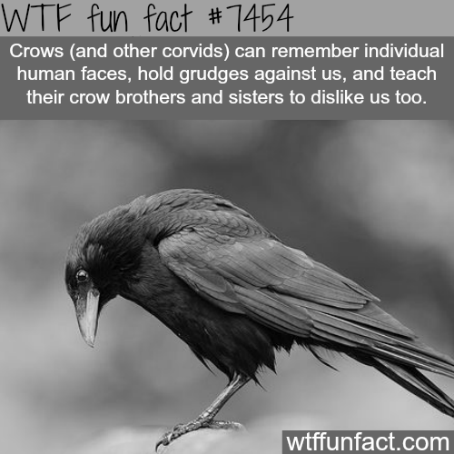 Crows Facts