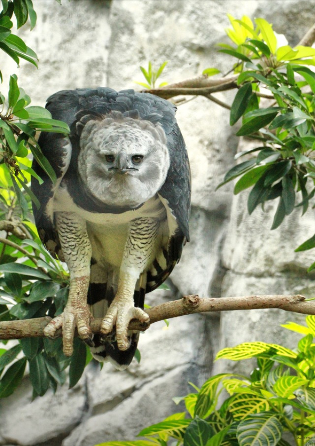 Petitpoulaillercom Fairy Wren Harpy Eagle Photo By Louis Oneill