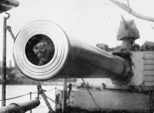 peashooter85:
“Togo, the ship’s cat of HMS Dreadnought, World War I.
”