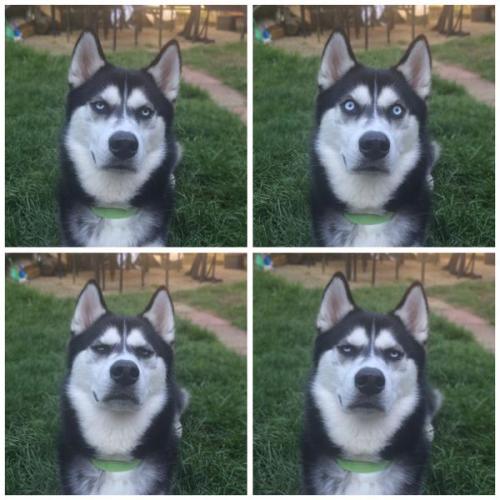 bobbycaputo:Unamused Husky Gives Priceless Reaction When...