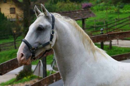 Conversano PakraLipizzaner, Gelding16hhBorn 2004