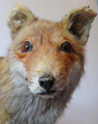 Mátame, camión! (El Tópic de la Taxidermia Chunga) - Página 8 Tumblr_pd1vc4qOgc1vwkx1bo7_400