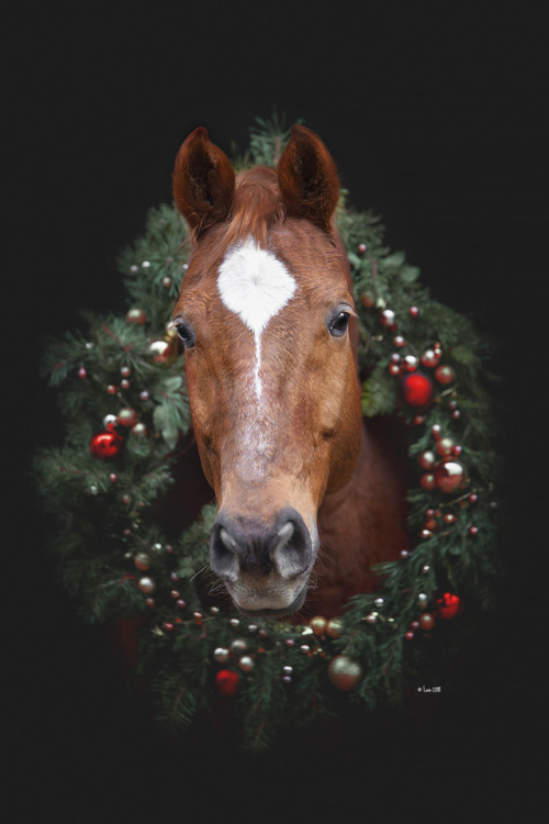 lainphotography:Christmas Horsies