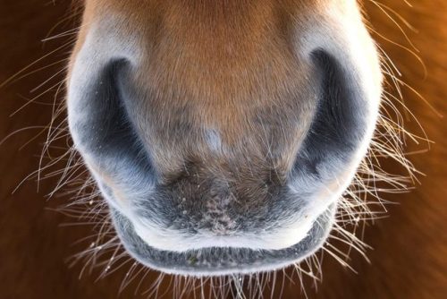 ainawgsd:Whiskers! Horses