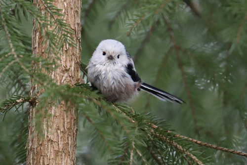 michaelnordeman:Long-tailed tit/stjärtmes.