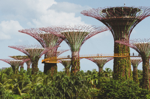 Gardens by the Bay (Singapore), January 2015