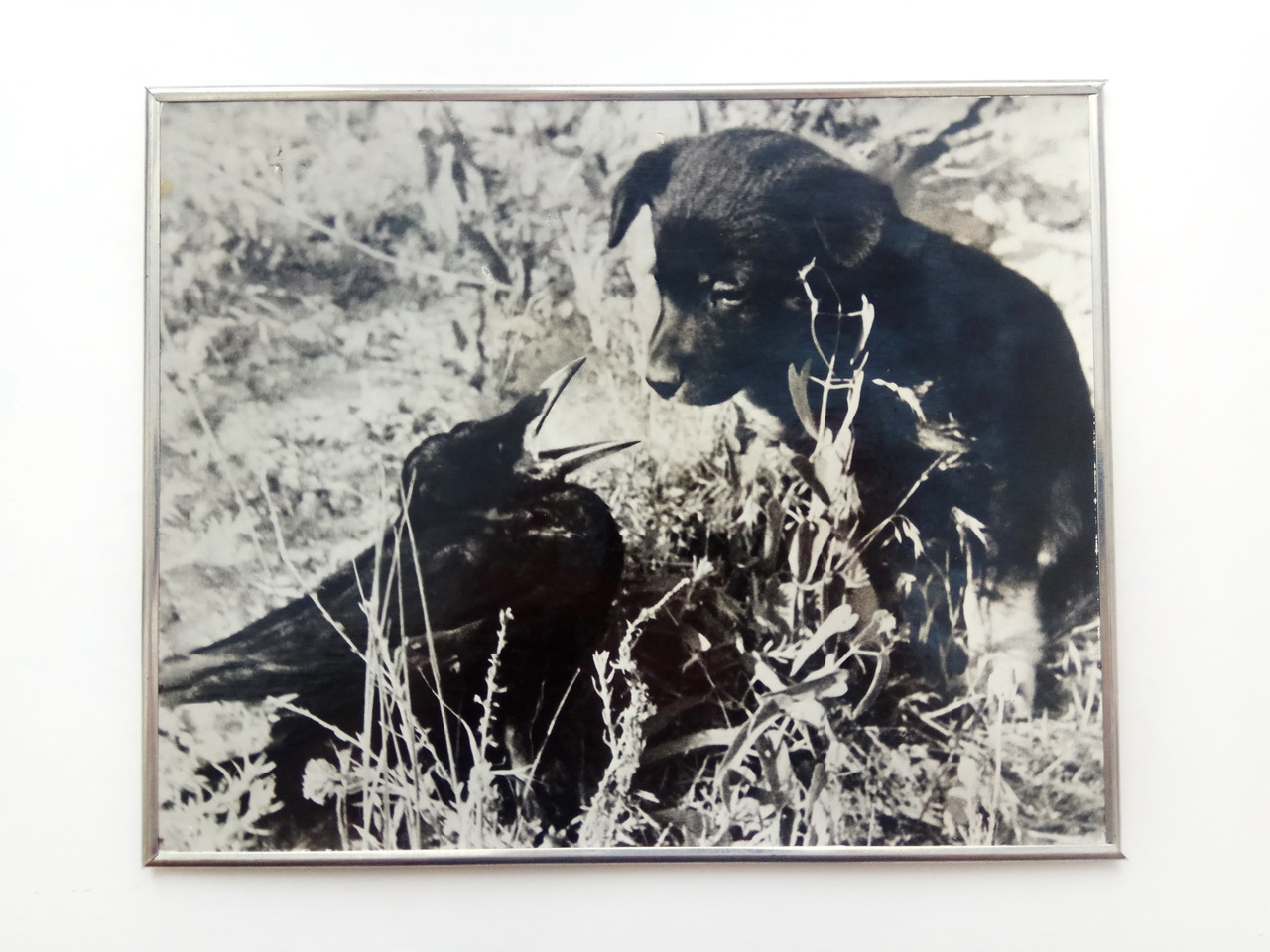 Puppy and baby rook, Vintage framed photo print (1972)