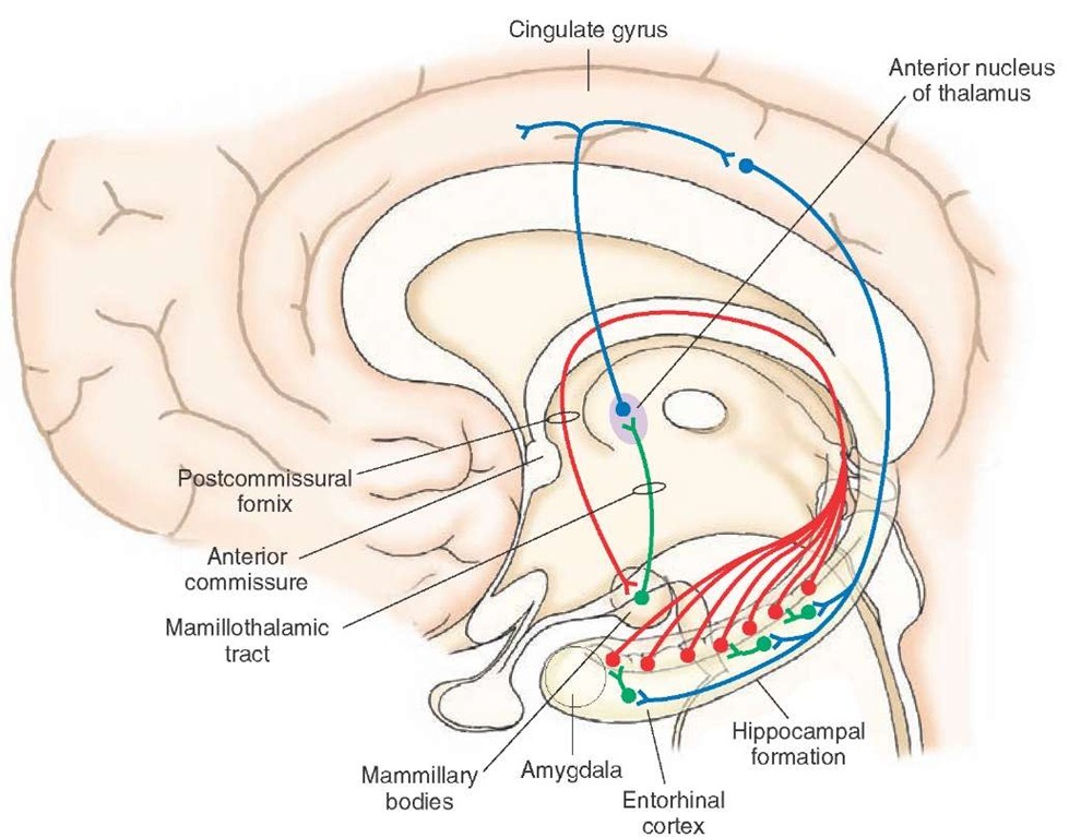 papez mammillary nucleus cingulate thalamic gyrus usmle hippocampal limbic tract limbico 아이디어 찾아보세요