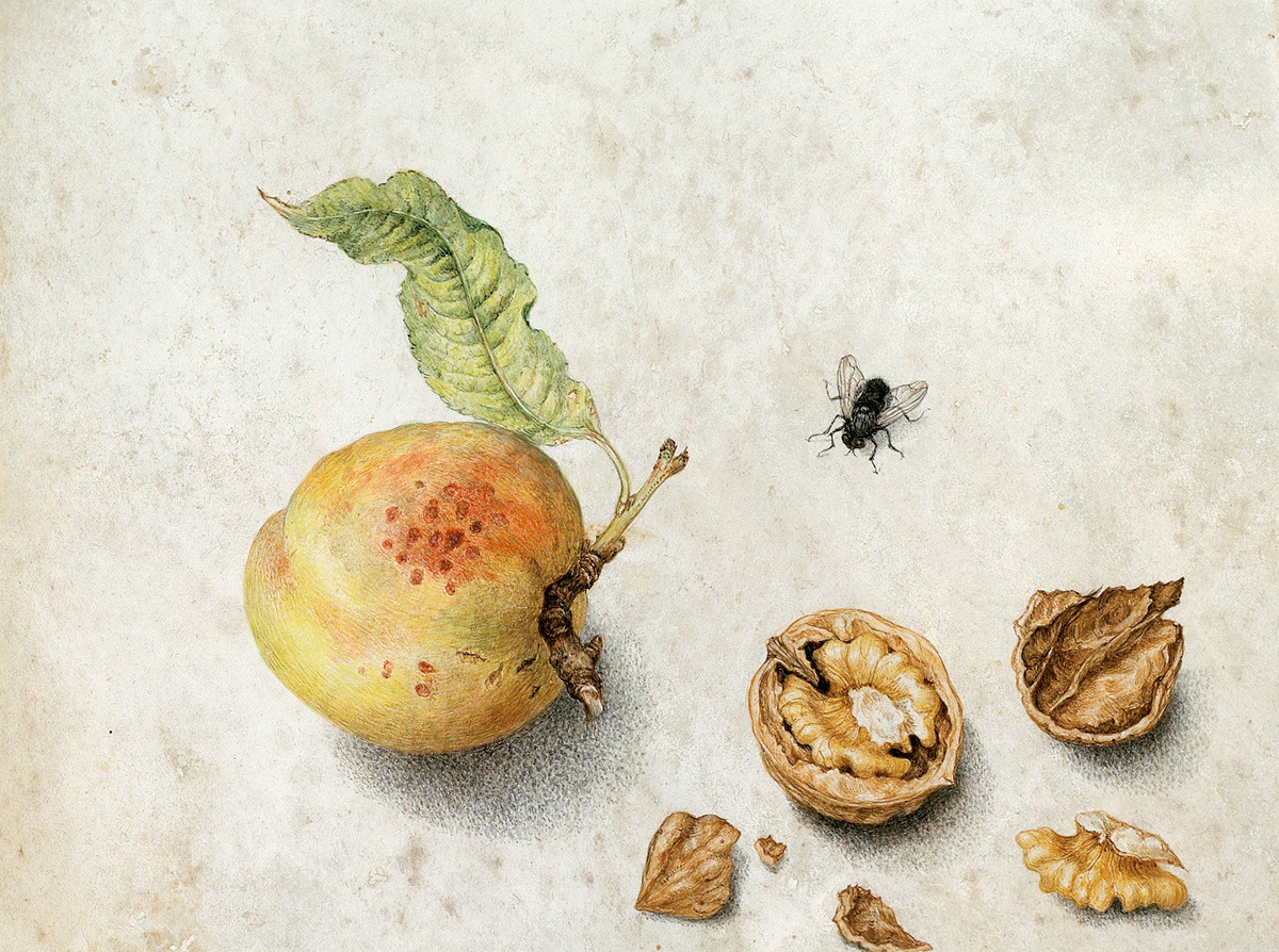 Peach with Walnut and a Fly. 17th.century. Giovanna Garzoni. Italian 1600-1670. watercolor. http://hadrian6.tumblr.com