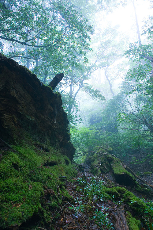 90377:Fallen sugi tree, Yakushima Island by Casey Yee