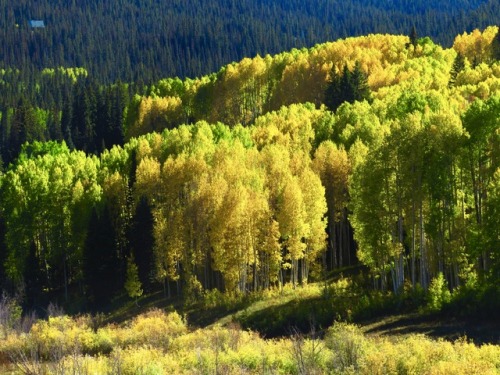 justemoinue2:Colors in Ophir Valley, Colorado