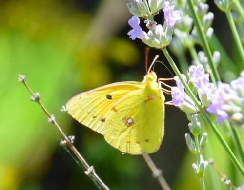 fotoitalien:yellow