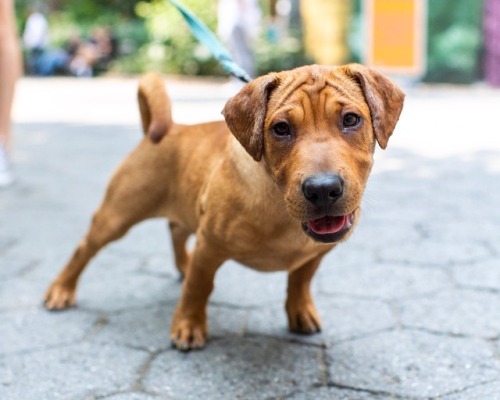 thedogist:Merlin, “Mini Walrus” (Basset Hound/Shar Pei mix; 4...