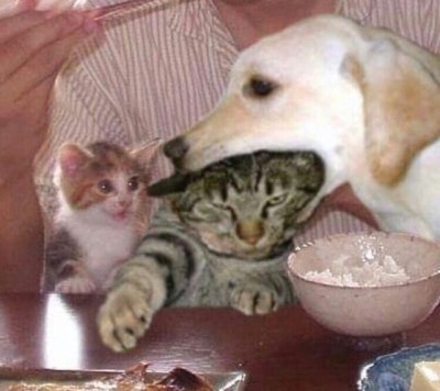 cursed cat images | Tumblr