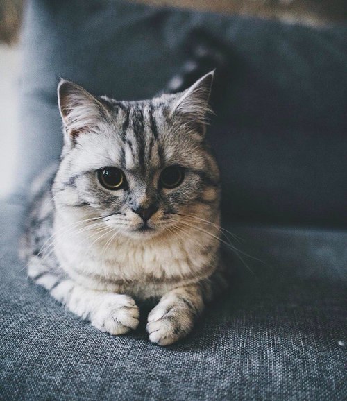 kedi resimleri Tumblr