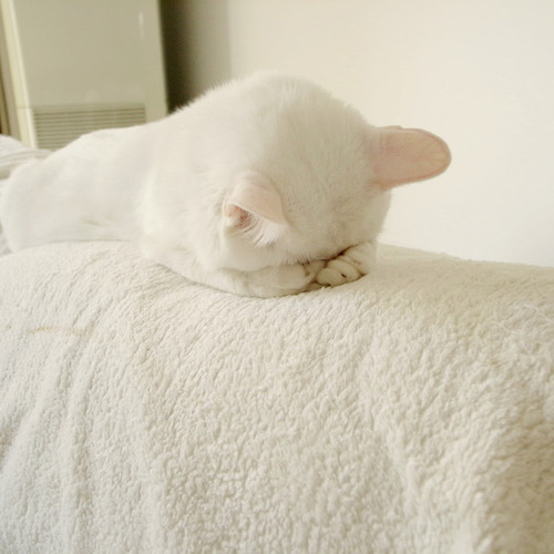kittymania4u: