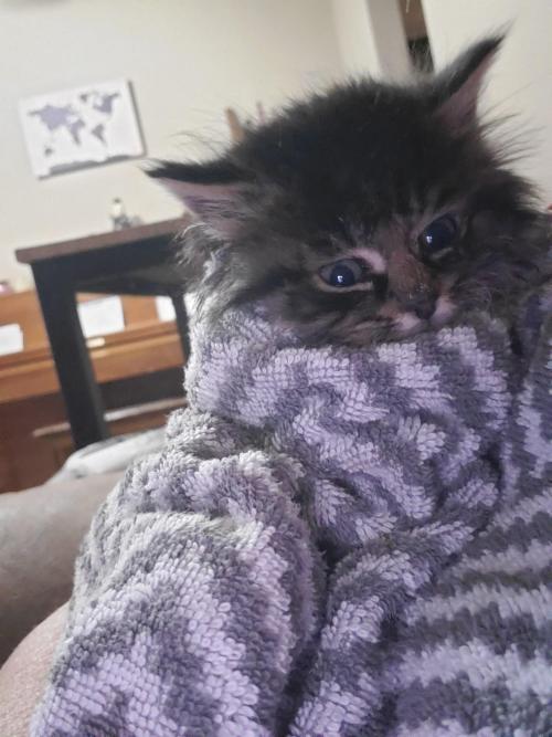 awsomecutecats