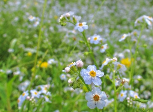 geopsych:A meadow to remember. ;-)